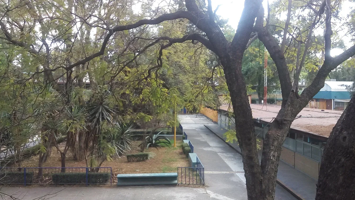 Jacaranda en el CCH Azcapotzalco de la UNAM